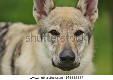 Portrait of young Czechoslovakian wolf-dog