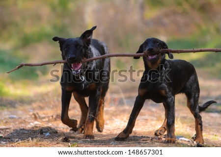 Adult beauceron and beauceron puppy with stick