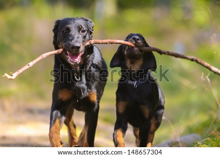 Adult beauceron and beauceron puppy with stick