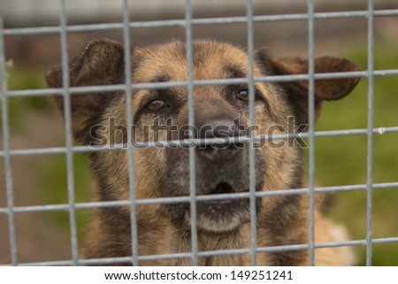 Closeup of a dog looking through the bars of a cage