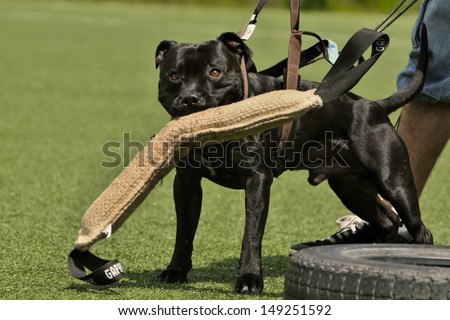 Black Stafordshire bull terier with tug, weight pulling
