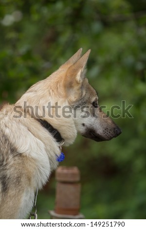 Czechoslovakian wolf-dog