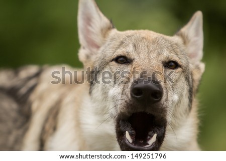 barking Czechoslovakian wolf-dog