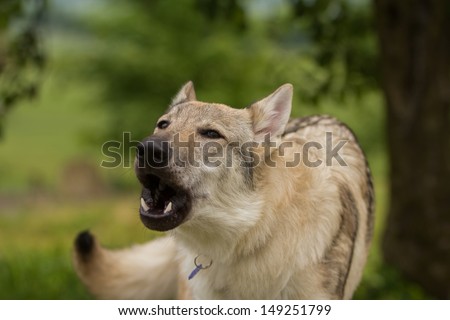 barking Czechoslovakian wolf-dog
