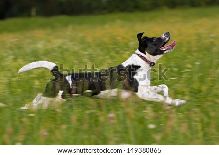 running black and white dog in the grass