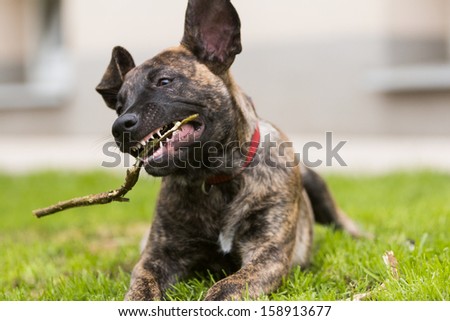 portrait of a puppy chewing on a stick