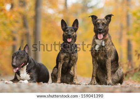portrait od three dogs