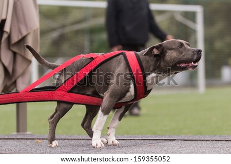 pit bull terrier weight pull contest