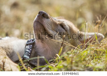 portrait of czechoslovakian wolf dog puppy