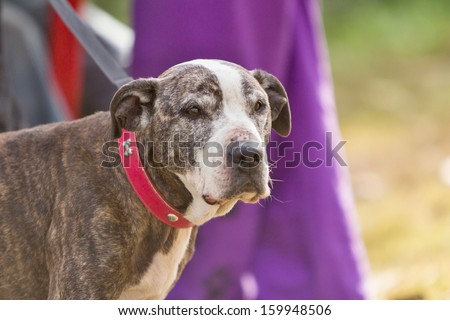 portrait of old dog