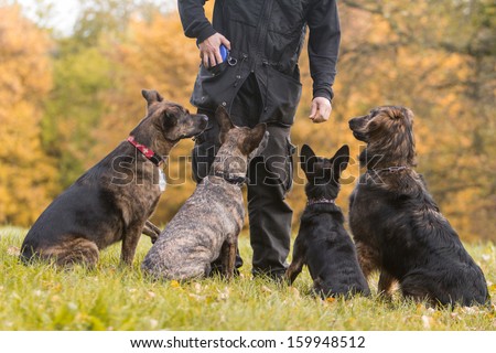 four dogs in training