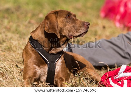 portrait of relaxing dog