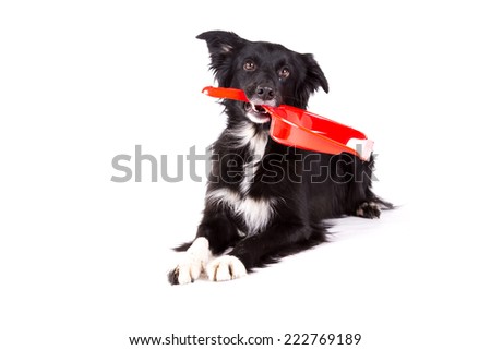 Border collie lying and holding a broom tool on a white background