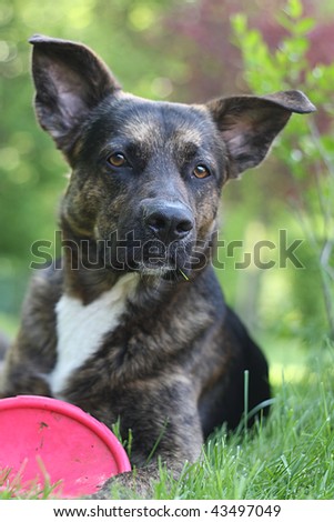 young dog (mixed german shepherd) playing with his red frisbee