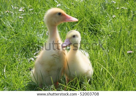 Cute duckling on the grass