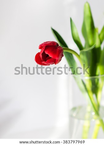 Flower. Red flower. Red tulip flower in a vase. Tulip flower in a vase. Cute red flower. Amazing flower. Red tulip flower. Colored flower. Sunny flower. beautiful flower. Awesome tulip flower. Flower.