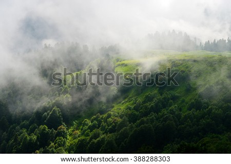 Forest. Beautiful mountain forest landscape, Dramatic forest, forest in clouds, Beautiful forest, forest on slope of mountain, forest in haze, forest in fog, natural forest, live forest? Sochi, Russia