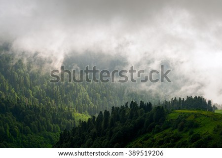 Forest. Fantastic mountain forest landscape. Dark mountain forest. Foggy forest. Evergreen forest. Misty forest. Cloudy mountain forest.  Mountain forest in haze.