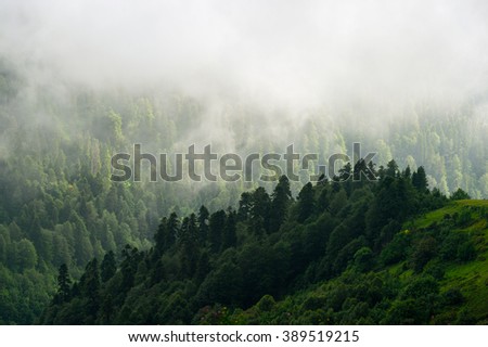 Forest. Fantastic forest. Forest landscape. Mountain forest. Wood forest. Dark forest. Foggy forest. Evergreen forest. Misty forest. Cloudy forest. Great forest. Sunny forest Great forest. Best forest