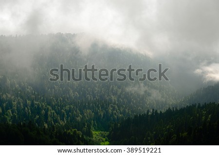 Forest. Evergreen mountain forest. Misty mountain forest. Fantastic forest. Mountain forest. Forest in clouds. Foggy forest. Slope of mountain forest. Cloudy forest. Dark forest. Wood forest.