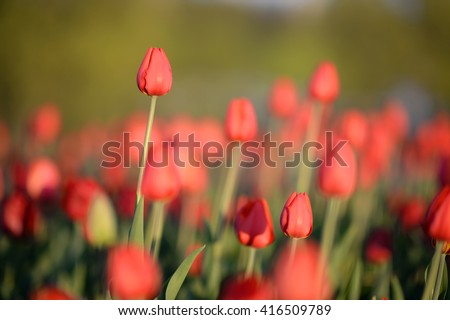 Flower. Amazing red tulips and green grass background. Red flower. Red tulip flower  Tulip flower. Cute flower. Amazing flower. Color tulips flower. Colored flower. Sunny flower. Awesome flower Flower