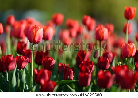 Beautiful landscape of red tulip at middle of spring. Landscape flowers. Landscape view. Sunny landscape. Landscape tulips under sunlight landscape. Landscape. Garden landscape background