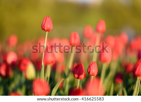 Amazing nature view of red tulips in garden & sunlight. Sunny nature. Nature flower & sun. Beautiful nature. Green nature. Nature life. Nature view. Great nature. Sunny nature.