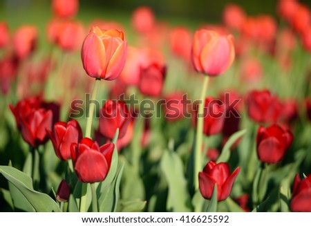 Close up flowers background. Amazing view of colorful red tulips flowering in the garden with green petals landscape at sunny summer or spring day.