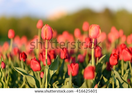 Amazing nature view of red tulips in garden & sunlight. Sunny nature. Nature flower & sun. Nature. Beautiful nature. Green nature. Nature life. Nature Nature view. Great nature. Sunny nature. Nature