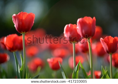 Amazing nature view of red tulips in garden & sunlight. Wild nature. Nature flower & sun. Nature. Beautiful nature. Green nature. Nature life. Nature Nature view. Great nature. Sunny nature Nature