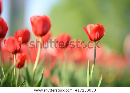 Amazing nature view of red tulips in garden & sunlight. Sunny nature. Nature flower & sun. Nature. Beautiful nature. Green nature. Nature life. Nature Nature view. Great nature. Sunny nature. Nature