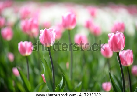 Spring flowers background. Beautiful field of pink tulips at middle of spring. Spring flowers. Spring scene. Spring view Spring grass. Spring. Sunny spring. Spring scenery. Spring. Spring image Spring