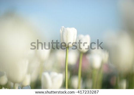 Flower. Amazing white tulips & green grass background. White flower. flower meadow. Tulip flower. Cute flower. Amazing flower. Color tulips flower. Colored flower. Sunny flower. Awesome flower Flower