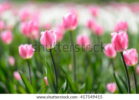 Amazing nature view of pink tulips in garden & sunlight. Sunny nature. Nature flower & sun. Nature. Beautiful nature. Green nature. Nature life. Nature Nature view. Great nature. Sunny nature. Nature