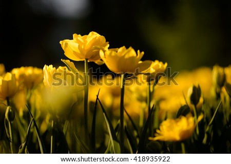 Beautiful landscape of yellow tulip at middle of spring. Landscape flowers. Landscape view. Sunny landscape. Landscape tulips under sunlight landscape. Landscape. Landscape Garden landscape background