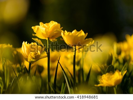 Nature flower background. Amazing natural view of yellow tulips under sunlight in garden. Perspective of beautiful scenery plants in nature.