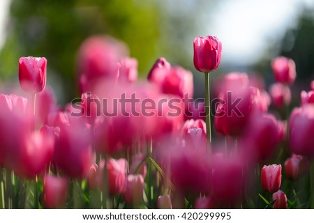 Flower. Amazing pink tulips and green grass landscape. pink flower. pink tulip flower Tulip flower. Cute flower. Amazing flower. Color tulips flower. Colored flower. Sunny flower Awesome flower Flower