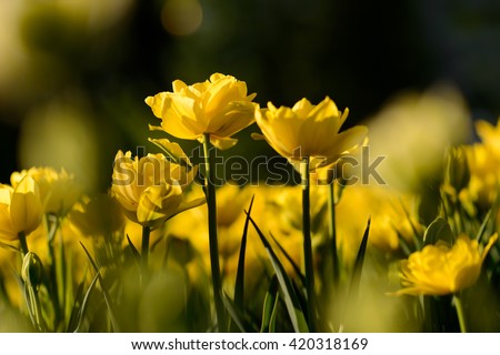 Close up flowers background. Amazing view of yellow tulip flowers and green grass landscape at sunny summer or spring day. yellow tulip flower Tulip flower. Colorful tulips flower.