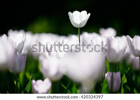 Flower. Amazing white tulip flower & green grass landscape. White flower. white tulip flower Tulip flower. Cute flower Amazing flower. tulips flower Colored flower. Sunny flower Awesome flower Flower