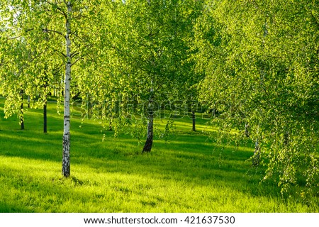 Amazing nature view of green forest & sunlight landscape. Wild nature. Nature landscape. Beautiful nature. Green nature. Nature life. Nature park. Great nature. Sunny nature. Nature at spring.
