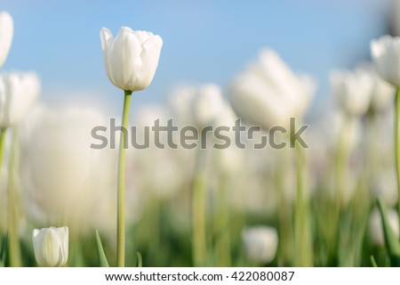 Beautiful flower background. Amazing view of bright white tulips blooming in the garden at the middle of sunny spring day with green grass and blue sky landscape.
