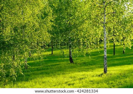 Beautiful landscape of green forest trees under sunlight  Forest landscape. Sunny forest landscape. green forest under sunlight landscape.. Beautiful birch forest landscape. Natural forest landscape