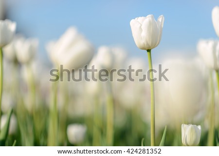 Beautiful landscape of white tulip at middle of spring. Landscape flowers. Landscape view. Sunny landscape. Landscape tulips under sunlight landscape. Landscape. Landscape Garden landscape background
