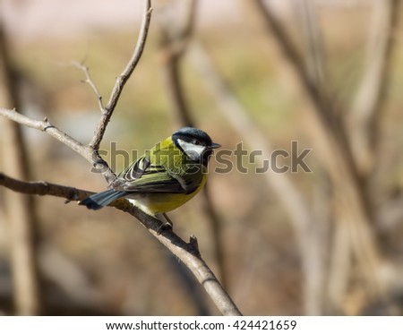 Birds and animals in wildlife. Greater titmouse bird sitting on a branch at the beginning of the spring. Greater tit animal bird. Animal tit bird under sunlight.