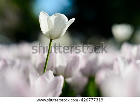 Amazing nature of white tulips & sunlight garden landscape. Sunny nature. Nature flower & sun. Nature. Garden nature. Green nature. Nature life. Nature Nature view. Great nature. Sunny nature.