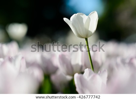 Beautiful landscape of white tulip at middle of spring. Landscape tulips under sunlight landscape. Landscape flowers. Landscape view. Sunny landscape. Landscape. Garden landscape background