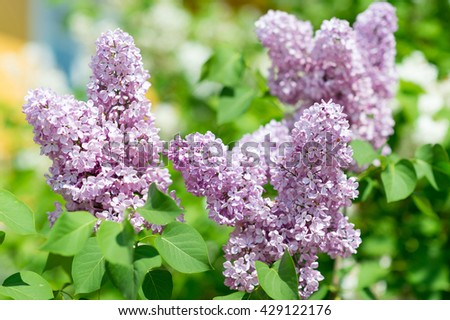 Amazing nature view of bright lilac flowers in garden at spring. Sunny nature. Garden nature flower. Nature. Beautiful nature. Green nature. Nature life. Nature Nature view. Great nature. Sunny nature