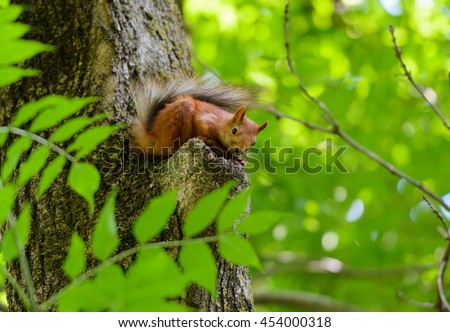 Animals in wildlife. Amazing picture of beautiful sunny squirrel sitting on a high tree with green leaves in deep forest. Animal life. Animal in forest. Cute animal. fluffy animal, animal, red animal