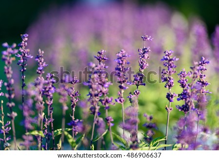 Purple lavander flower and green grass background. Flower. Amazing flower landscape. purple flower, Cute flower Amazing flower. flower Colored flower. Sunny flower Awesome flower Flower, flower view