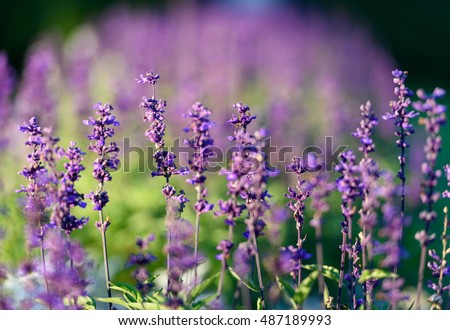 Natural flower background. Amazing nature view of purple flowers blooming in garden under sunlight at the middle of summer day.